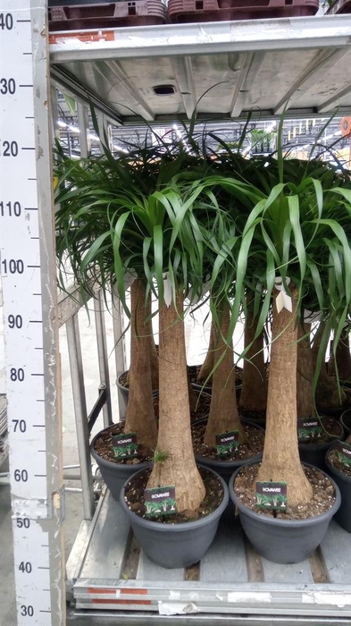 <h4>Beaucarnea recurvata</h4>
