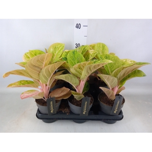 Aglaonema   ...