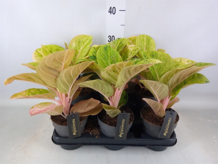 <h4>Aglaonema   ...</h4>