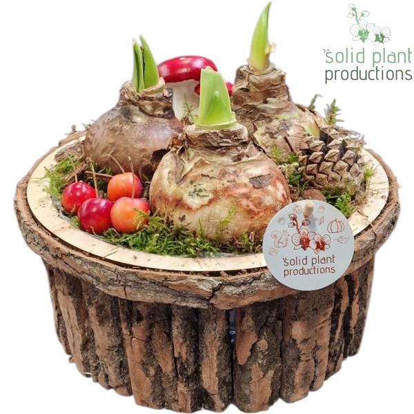 <h4>BSLA002 Amaryllis Bark S Large Brown</h4>