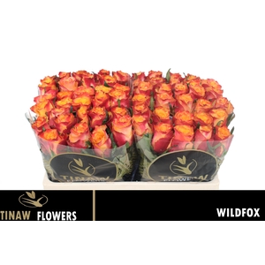 R GR WILDFOX