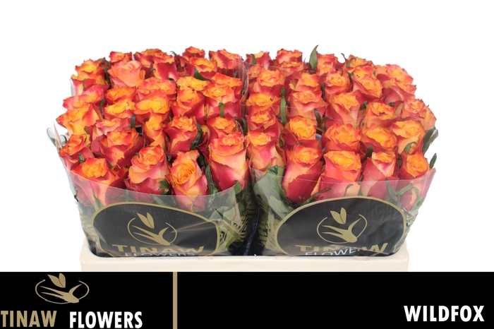 <h4>R GR WILDFOX</h4>