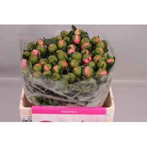 Paeonia Etched Salmon | Heavy Quality
