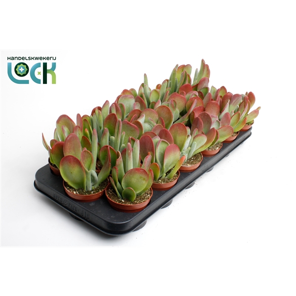 <h4>kalanchoë Oricula</h4>