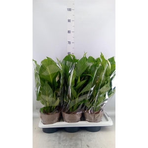 Spathiphyllum  'Sweet Silvio'