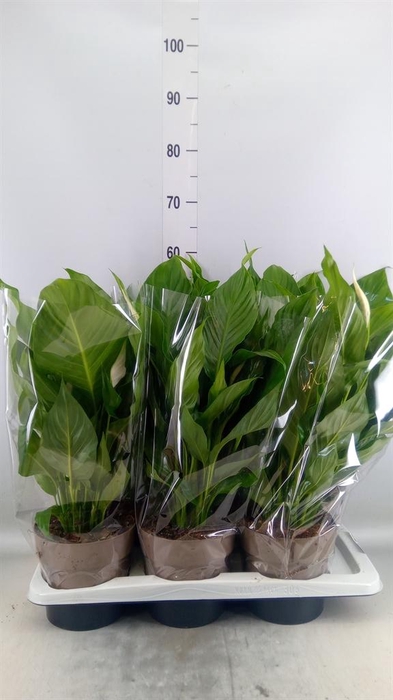 <h4>Spathiphyllum  'Sweet Silvio'</h4>