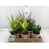 Arr.   Planten L%