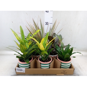Arr.   Planten L%