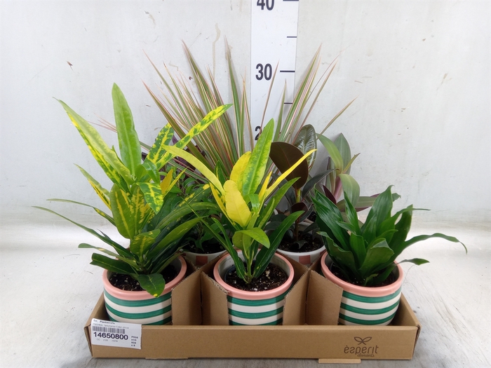 <h4>Arr.   Planten L%</h4>