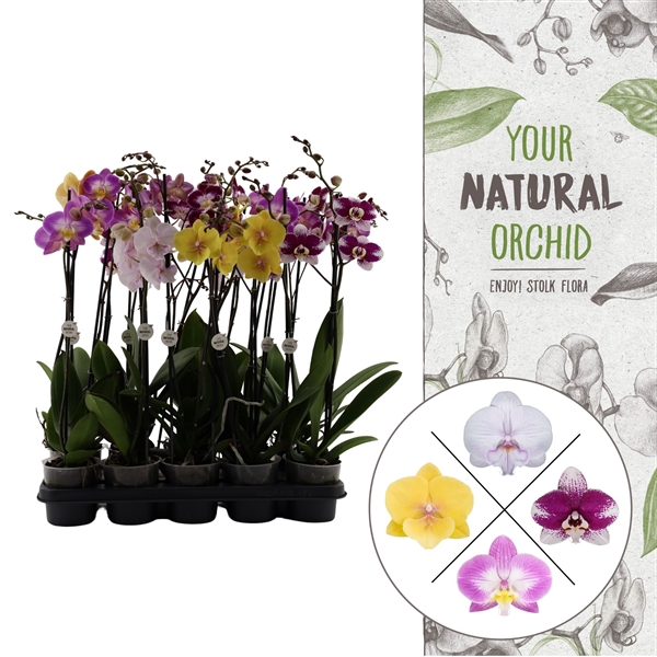 <h4>Your Natural Orchid | Special Mix | Phalaenopsis 2 spike</h4>