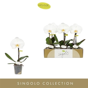 Phalaenopsis overig wit
