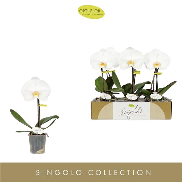 <h4>Phalaenopsis overig wit</h4>