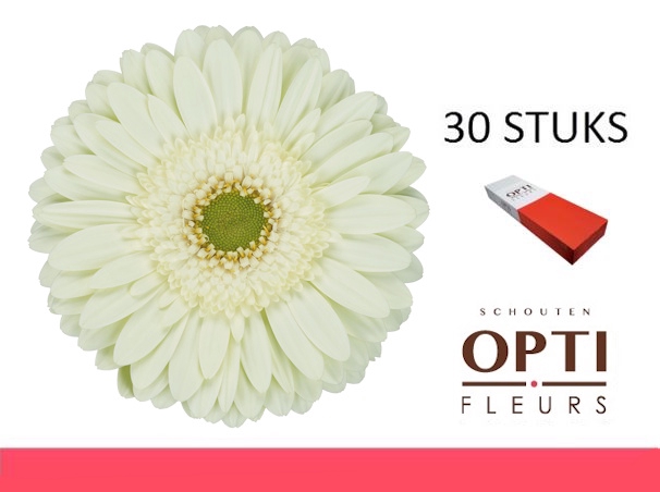 <h4>GE GR MINT-Doosx30</h4>