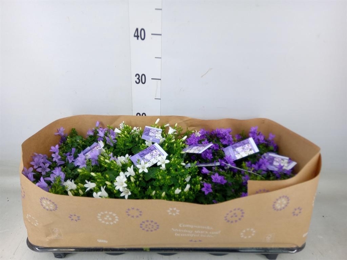 <h4>Campanula porten.</h4>