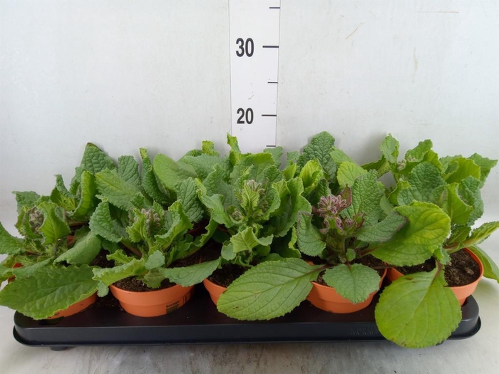 <h4>Tuinkruiden   ...</h4>