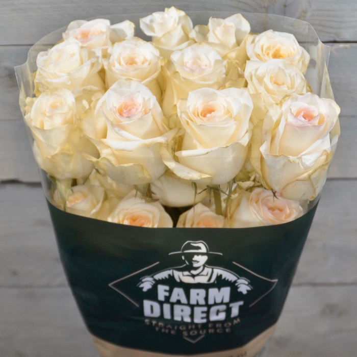 <h4>R GR MAYRA'S PEACH</h4>