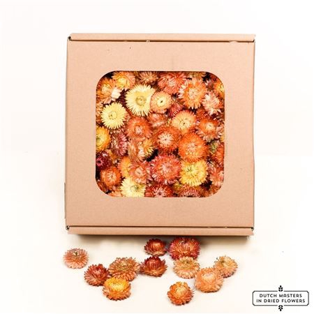 <h4>Dried Helichrysum Heads Salmon Box</h4>