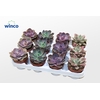 Echeveria Pink Mix (4spc.)
