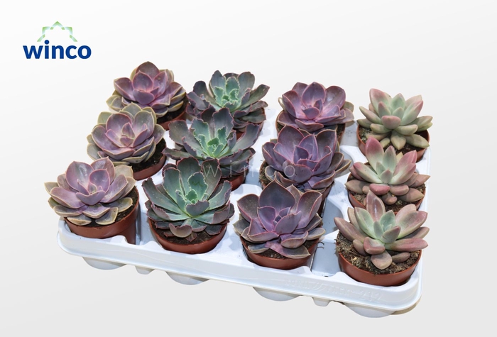 <h4>Echeveria Pink Mix (4spc.)</h4>