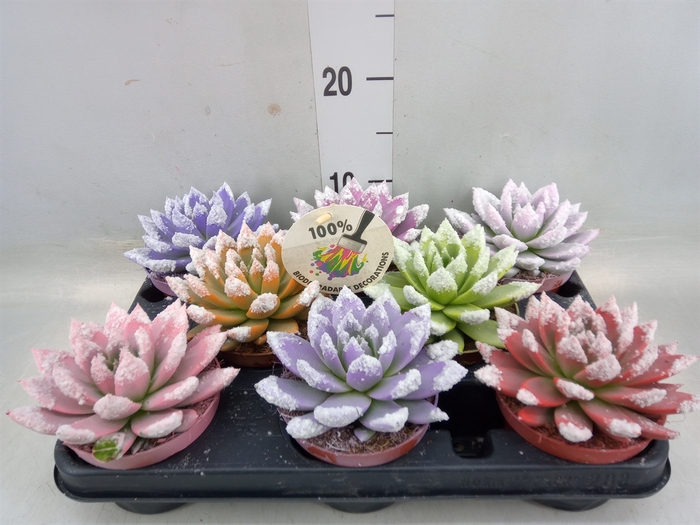 <h4>Echeveria  'Miranda'</h4>