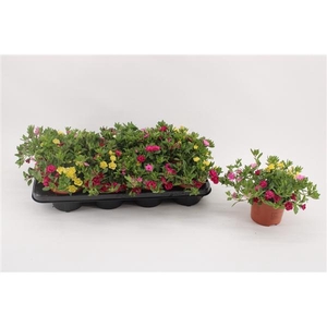 Calibrachoa Aloha Kona Hawaiian Summer gemengd