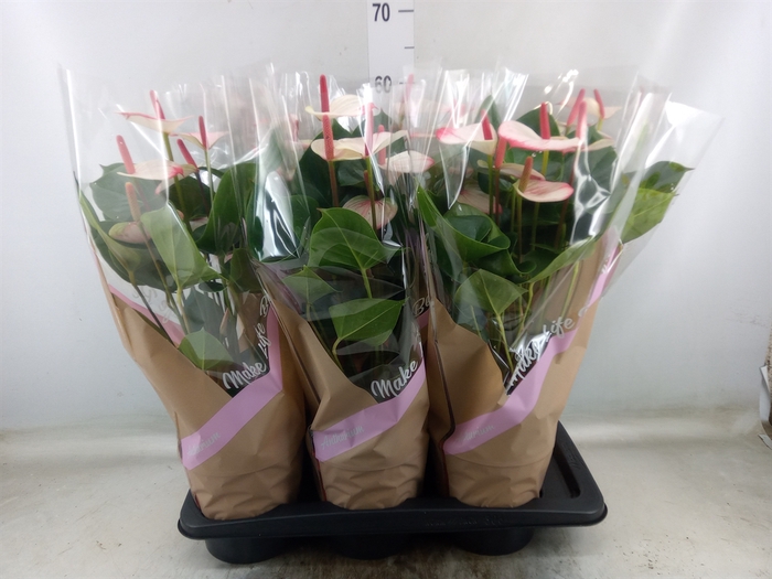 <h4>Anthurium  'Pr. Amalia Elegance'</h4>