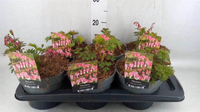 <h4>Dicentra spectabilis</h4>