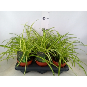 Chlorophytum cos. 'Atlantic'