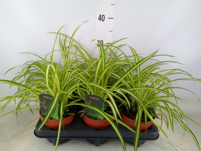 <h4>Chlorophytum cos. 'Atlantic'</h4>