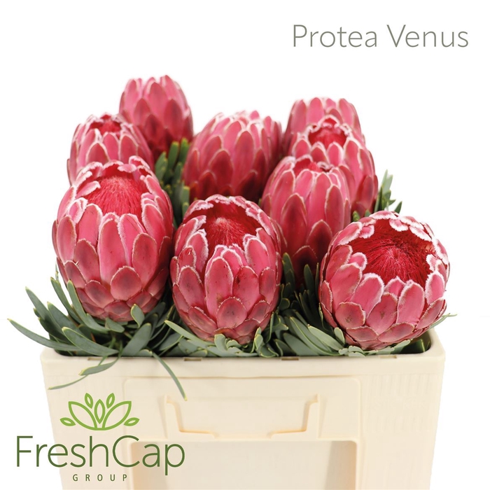 <h4>Protea  'Venus'</h4>