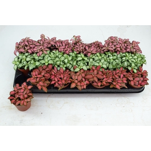 Fittonia