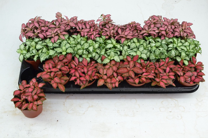 <h4>Fittonia</h4>