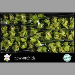 Cymb T Ovati Emerald