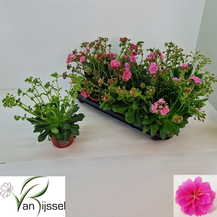 <h4>LEWI MOU DREAMS GEM</h4>