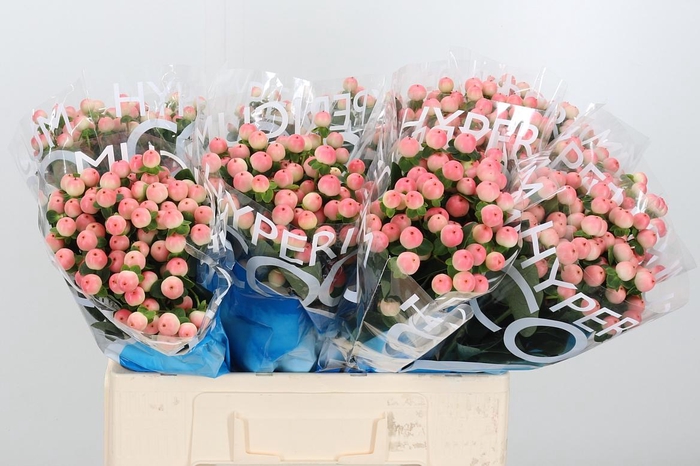 <h4>Hyp Coco Tiamo</h4>