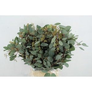 EUC POPULUS BERRY 300GR