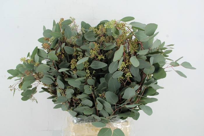 <h4>EUC POPULUS BERRY 300GR</h4>