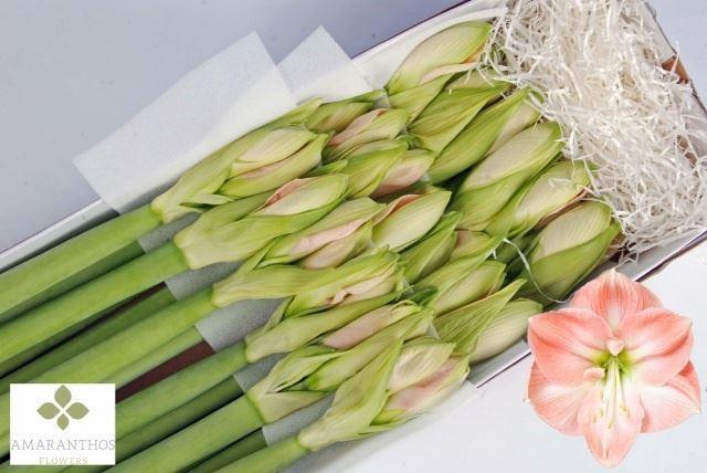 <h4>AMARYLLIS DARLING</h4>