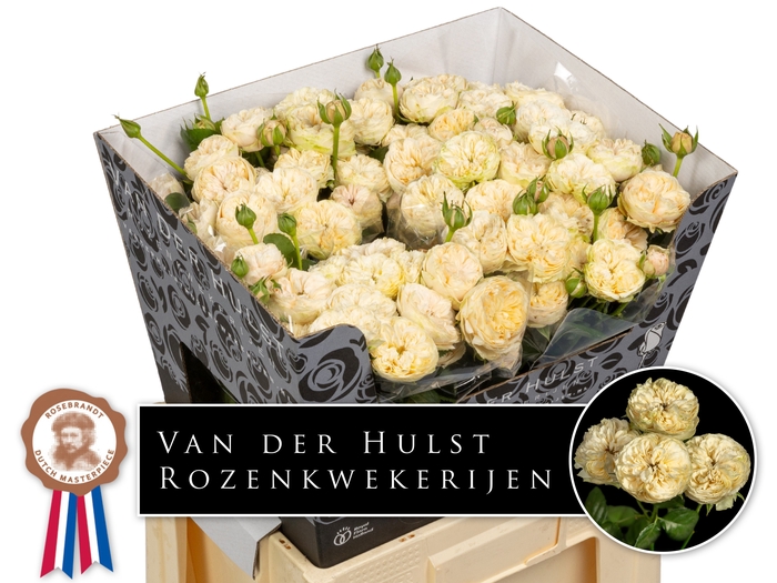 <h4>R Tr Royal Champagne Paul Hulst</h4>