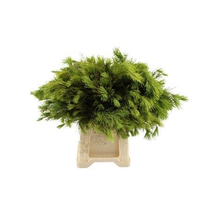 Kiefer Select 50 Spanje