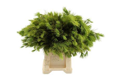 <h4>Kiefer Select 50 Spanje</h4>