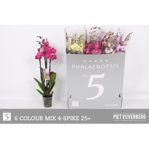 PHAL GEM 6 KL