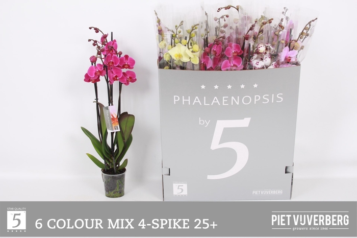 <h4>PHAL GEM 6 KL</h4>