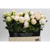 Paeonia Mothers Choice