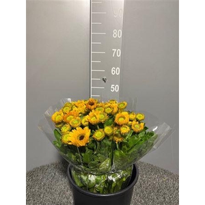 Calendula Yellow