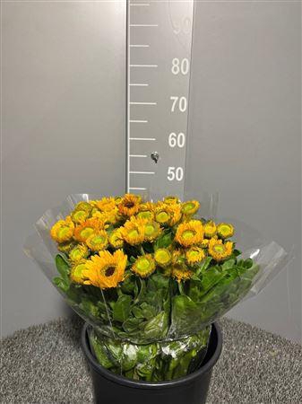 <h4>Calendula Yellow</h4>