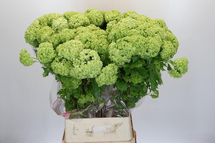 <h4>Viburnum Roseum</h4>