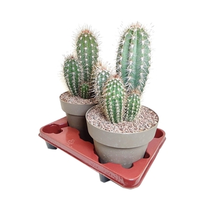 PACHYCEREUS PRINGLEI - POT Ø 20 - TRAY 2 PCS (CACTUS)