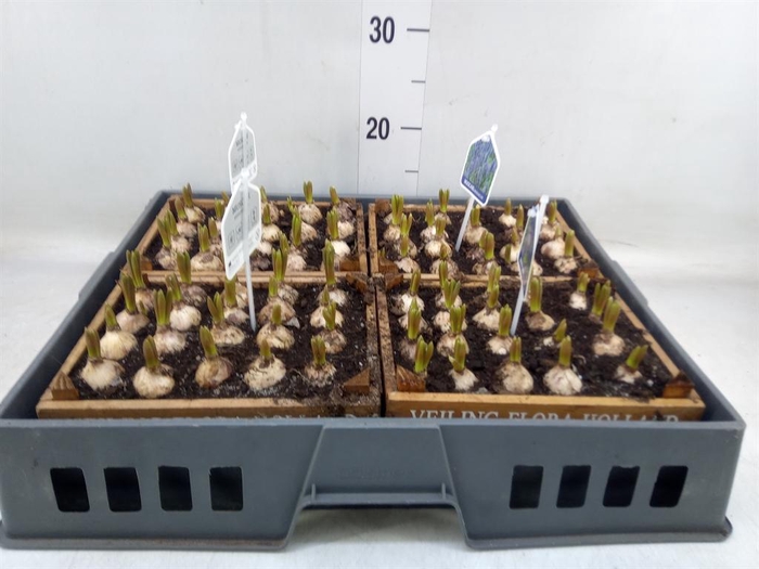 <h4>Arr.  Muscari L%</h4>