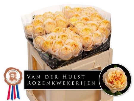 <h4>Rosa a grande fleur London Tower</h4>